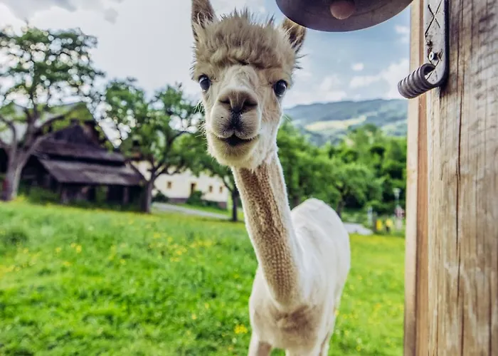 Esebeck - Blick Auf Altstadt * Murau