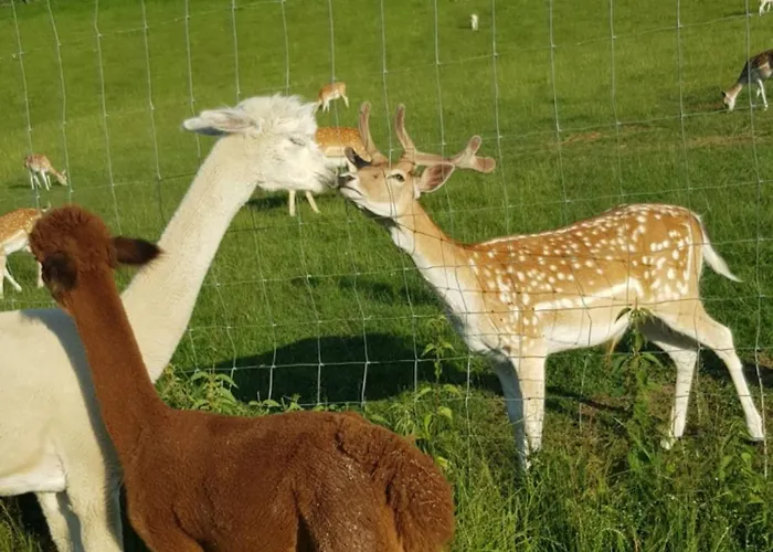 Esebeck - Blick Auf Altstadt * Murau